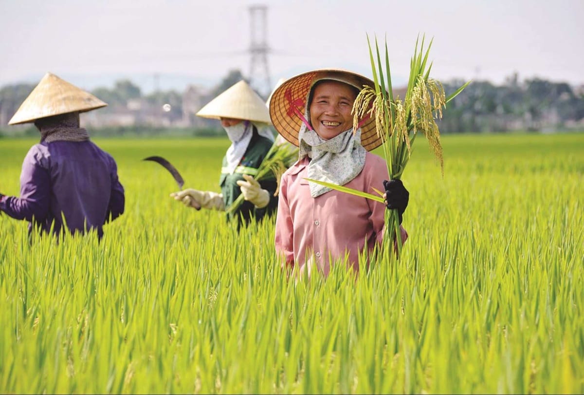 Non La symbolizes simplicity and serves as protection from the sun and rain for hardworking farmers 